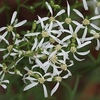 Flower cluster