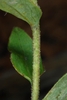 Stem with hairs