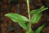 Leaf juncture