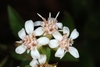 Flower detail