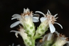 Side view of flower