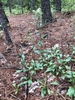 Form in native habitat (Wake Co. NC)