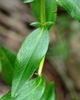 Leaf detail