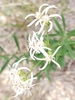 Flower closeup