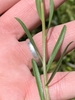 Leaves and stem