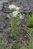 Form