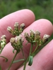 Fruits (achenes)