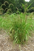 Form