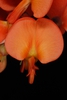 Pea-like flower (Nassau County, FL)-Mid Summer