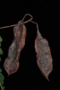 Fruits (Nassau County, FL)-Mid Summer