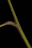 Stem (Nassau County, FL)-Mid Summer