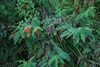 Plant form (Nassau County, FL)-Mid Summer