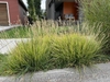 Tufts of grass with upright dense spikes.
