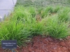 Tuft of green grass.
