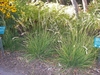 Tuft of green grass.