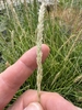 Hand cradling the upright dense spike of flowers.