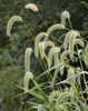 Setaria - Giant Foxtail