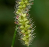Setaria pumila