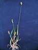 Setaria pumila