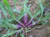 Setaria pumila