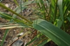 Leaf and stem