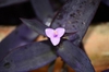 Setcreasea pallida 'Purple Heart'