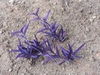 Setcreasea pallida