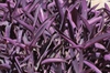 Setcreasea pallida 'Purple Heart'