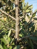 Shepherdia argentea