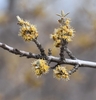 Flowers in spring