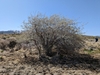 Form in spring in Nevada
