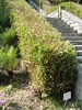 As a hedge