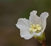 Close up of flower