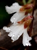 Side view of flower