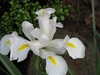 Iris sanguinea