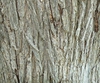 Ulmus pumila