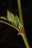 Hairy stem and buds (Guilford County, NC)-Late Summer
