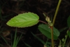 Leaves (Guilford County, NC)-Late Summer