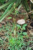 Form in bloom (Guilford County, NC)-Late Summer