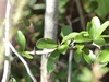 Leaves and stem with thorns