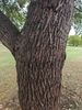 Bark