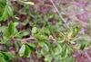 Branch in June