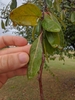 Leaves in Nov. in Texas