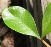 Upper leaf surface