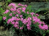 Silene caroliniana