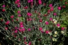 Form