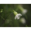 Side of flower