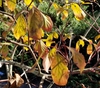 Silky dogwood fall foliage insignificant color