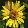 Silphium asteriscus