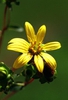 Silphium asteriscus